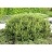 PINUS MUGO PUM MUGO PINE #5