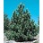PINUS NIGRA AUSTRIAN PINE #20