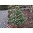 PINUS PAR BLUE ANGEL #20/4' BB