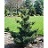 PINUS PAR JAPANESE WHITE #10