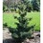 PINUS PAR JAPANESE WHITE #20