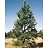 PINUS PONDEROSA PINE 6' BB