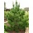 PINUS RESINOSA NORWAY PINE 6' BB