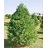 PINUS STR EASTERN WHITE PINE5'BB