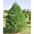 PINUS STR EASTERN WHITE PINE7'BB