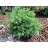 PINUS STR BLUE SHAG #5