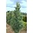 PINUS STR FASTIGIATA 4' BB