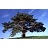 PINUS SYL SCOTCH PINE #3