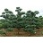 PINUS SYL BONNA 5' BB HP