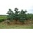 PINUS SYL BONNA 6' BB HP