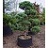 PINUS SYL TOPIARY #10 HINDU PAN