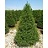 TAXUS CUS CAPITATA #15/3' BB