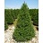 TAXUS CUS CAPITATA #15/4' BB