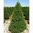 TAXUS CUS CAPITATA 6' BB
