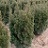 TAXUS CUS NOVA #10/18"