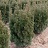 TAXUS CUS NOVA 18" BB