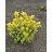 TAXUS CUS DWF BRIGHT GOLD #3