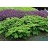 TAXUS CUS EMERALD SPREADER #5