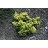 TAXUS CUS NANA AURESCENS #3
