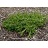 TAXUS DK GREEN SPREADER #7