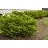 TAXUS MED TAUNTON YEW #2