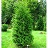 THUJA OCC WHITE CEDAR #10