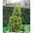THUJA OCC WHITE CEDAR 7' BB