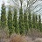 THUJA OCC AMERICAN PILLAR #10
