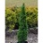 THUJA OCC DEGROOT SPIRE #15