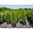 THUJA OCC EMERALD 5' BB