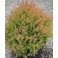 THUJA OCC FILIFORMIS #3