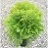 THUJA OCC GOLDEN GLOBE #2