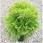 THUJA OCC GOLDEN GLOBE #5