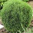 THUJA OCC HETZ MIDGET #2
