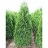 THUJA OCC HOLMSTRUP #10