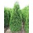 THUJA OCC HOLMSTRUP #20