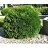 THUJA OCC LITTLE GIANT #7
