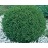 THUJA OCC MR. BOWLING BALL #5