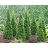 THUJA OCC NORTH POLE 7' BB