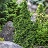 THUJA OCC PRIMO #3