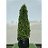 THUJA OCC PYRAMIDALIS 7' BB