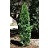THUJA OCC RUSHMORE #5