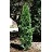 THUJA OCC RUSHMORE #20