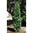 THUJA OCC RUSHMORE 5' BB