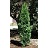THUJA OCC RUSHMORE 7' BB