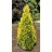 THUJA OCC SUNKIST #20
