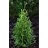 THUJA OCC TECHNITO #7 FE