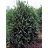 THUJA OCC TECHNY 7' BB