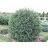 THUJA OCC TECHNY GLOBE #10