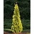 THUJA OCC YELLOW RIBBON #6